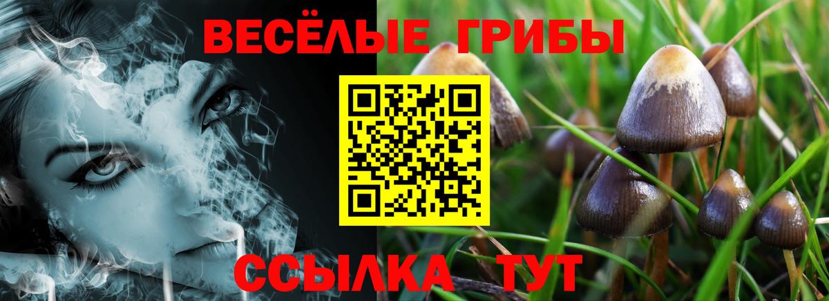 Анжеро-Судженск  Галлюциногенные грибы Psilocybine cubensis  Вход с VPN 